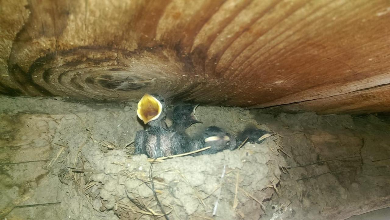 Casa Rural Vilaspasa, Alquiler Integro Gotarta Εξωτερικό φωτογραφία